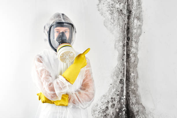 Why You Should Choose Our Mold Remediation Services in Montgomery, PA